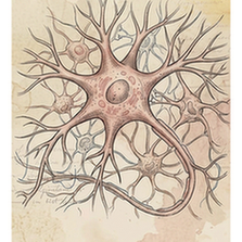 Neurons