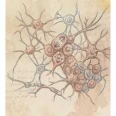 Neural progenitor cells