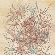 Enteric neuronal progenitor cells