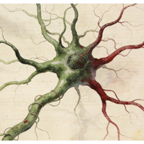 Enteric neurons