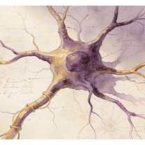 Ganglion cells