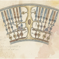 Muller cells