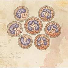 Eosinophils