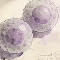 Common lymphoid progenitors
