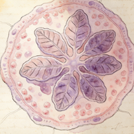 Neutrophils