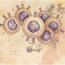 T_NKT cells