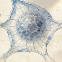 Alveolar type 1 cells