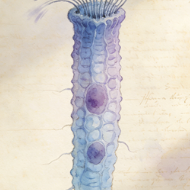 Ciliated cells