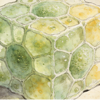 Club cells
