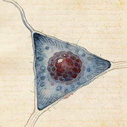 Colonic stem cells