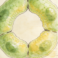 Enterocytes