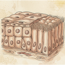 Epithelial cells