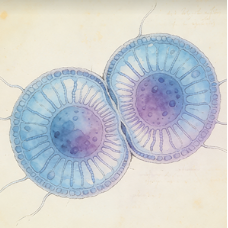 Parietal cells
