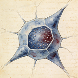 Proximal tubule cells