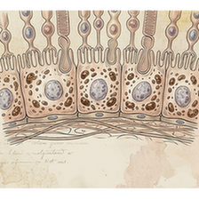 Retinal pigmentary epithelial cells