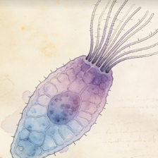 Stereociliated cells