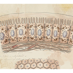 Surface epithelial cells