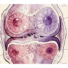 Hypertrophic chondrocytes