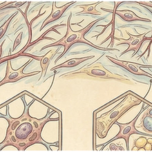 Mesenchymal cells