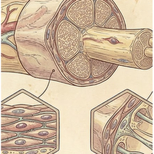 Perineurial cells