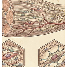 Tendon cells