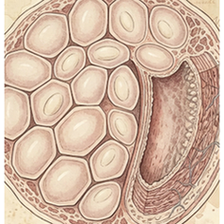 Theca cells