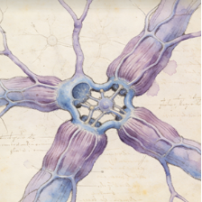Neuromuscular junctions