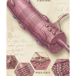 Skeletal muscle cells