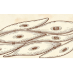 Smooth muscle cells