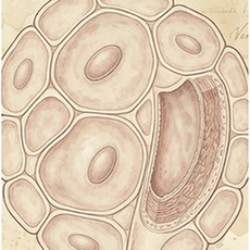 Endothelial cells