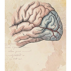 Occipital lobe