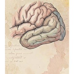 Temporal lobe