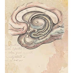 Hippocampus