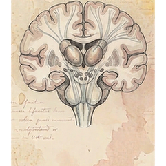 Thalamus