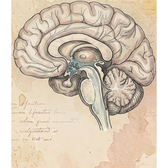 Hypothalamus