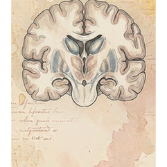 Striatum