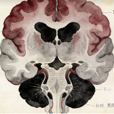 Midbrain