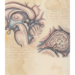 Pineal gland