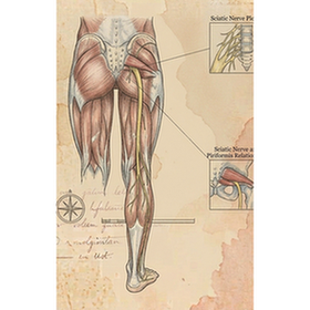 Sciatic nerve