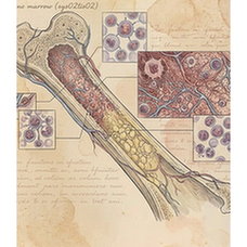 Bone marrow