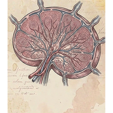 Lymph node