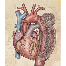 Aorta