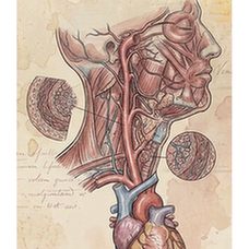 Carotid