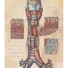 Trachea