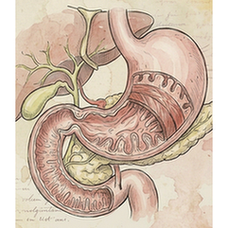 Digestive system