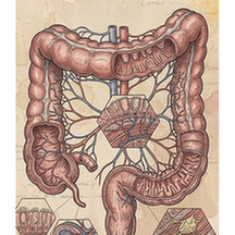Colon