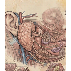 Salivary gland