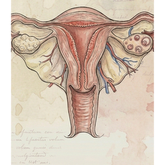 Reproductive system