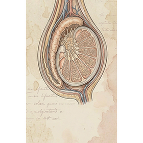Testis