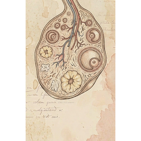 Ovary